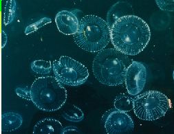 Pacific Jellyfish Reprintedfrom Bioscience Saizensen(1998) ATTO Corp.“Discovery of ae quorin and GFP” by Osamu Shimomura.